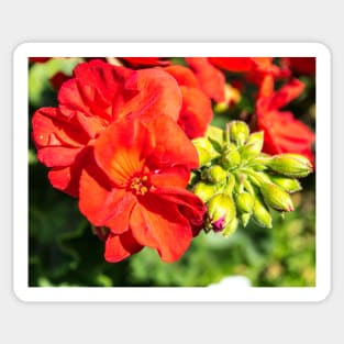 Summer flower colours Sticker